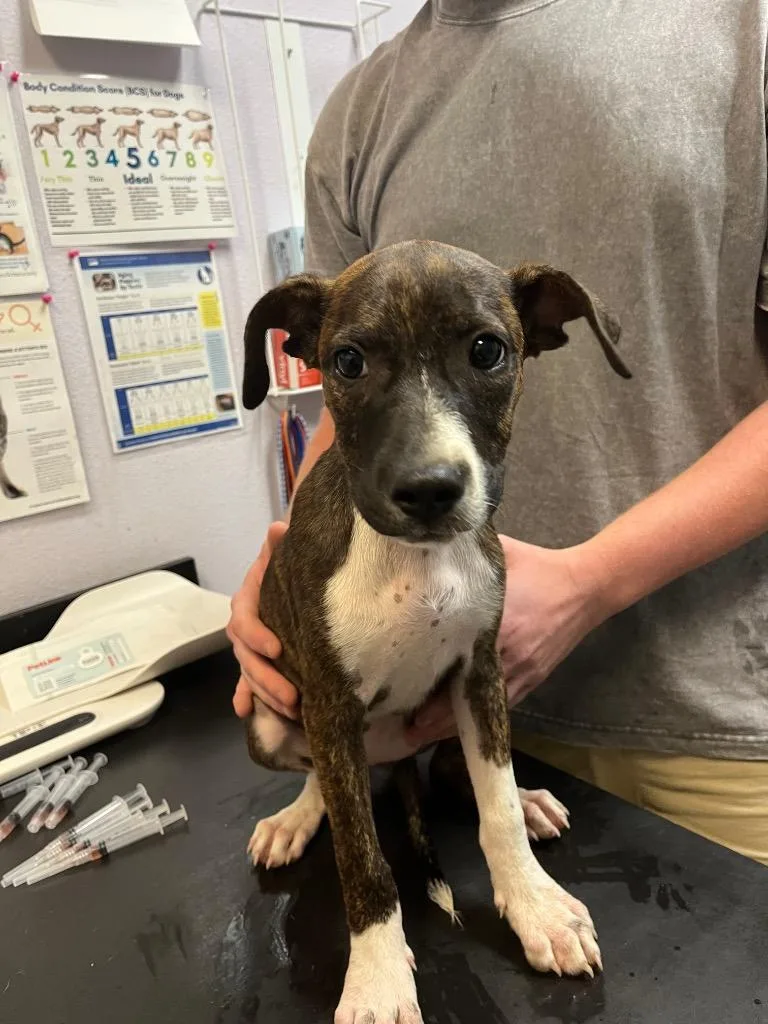 A baby medium-sized female Terrier dog named Strudel for adoption in New Braunfels, TX