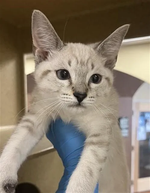 A baby small-sized male Domestic Short Hair cat named Ghost for adoption in Sacramento, CA