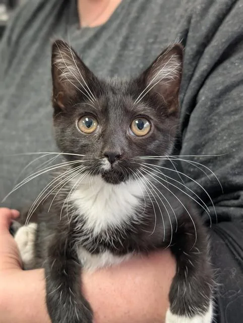 A baby medium-sized female Domestic Short Hair cat named Bogey for adoption in Canfield, OH
