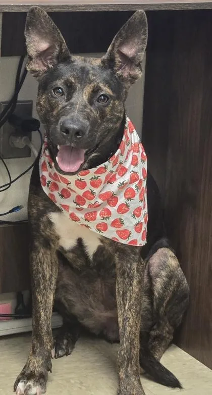 A young medium-sized female Brindle Mixed Breed dog named Honey for adoption in Hamilton, OH