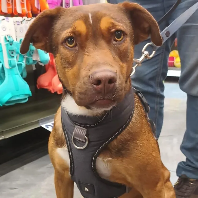 A young medium-sized female Terrier dog named Romina for adoption in Orange, CA
