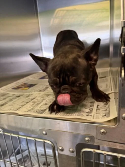An adult small-sized female French Bulldog dog named Launa for adoption in Los Angeles, CA