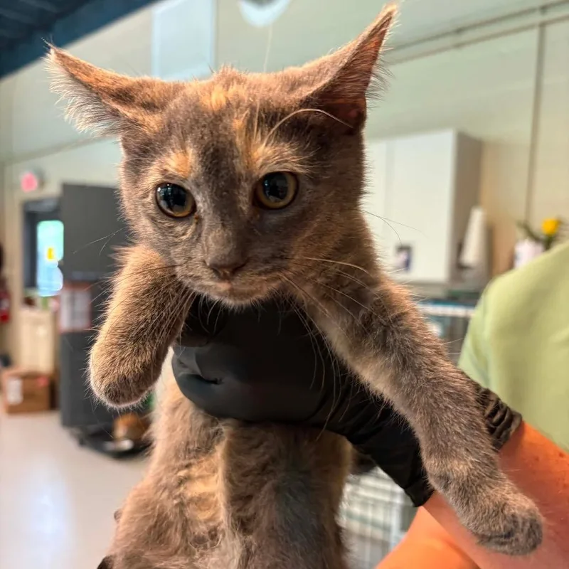 A baby small-sized female Tortoiseshell Domestic Short Hair cat named Jessie for adoption in Huntington, WV