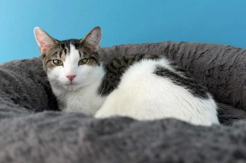 A young medium-sized male Domestic Short Hair cat named Lightning for adoption in Newtown Square, PA