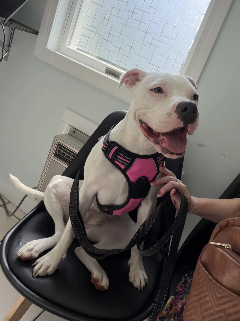 A young medium-sized female American Bulldog dog named Maggie for adoption in Mico, TX
