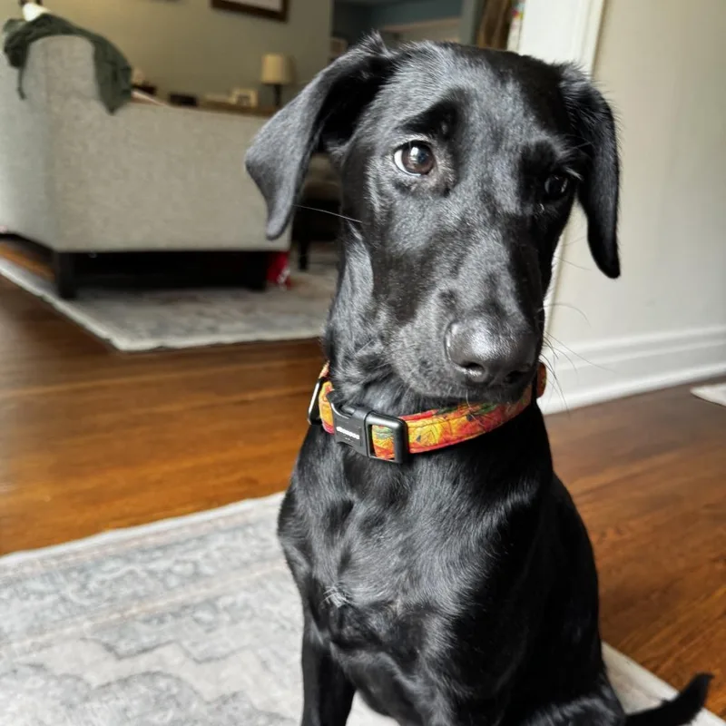 A baby medium-sized female Black Labrador Retriever dog named Etta D for adoption in Minnetonka, MN