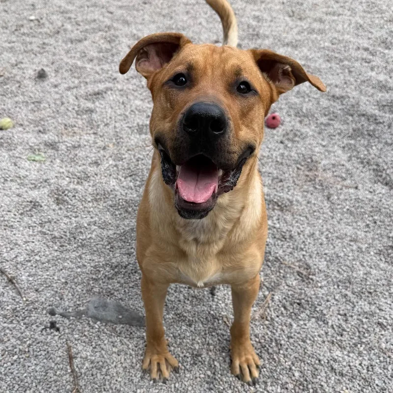 A young large-sized male Apricot / Beige Shepherd dog named Chief for adoption in Mount Shasta, CA