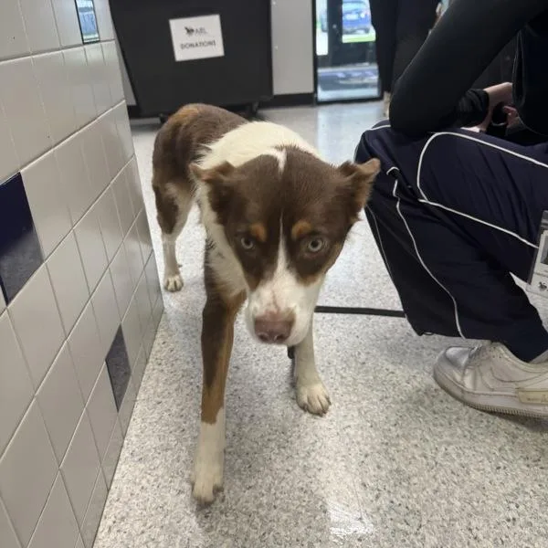 A young medium-sized female Border Collie dog named Myrtle for adoption in Des Moines, IA