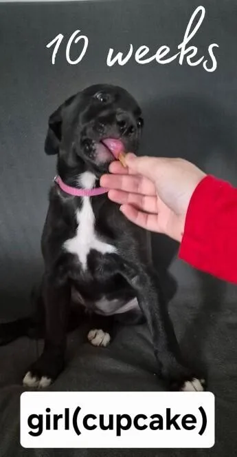 A baby small-sized female Tricolor (Brown, Black, & White) Labrador Retriever dog named Cupcake for adoption in Colorado Springs, CO