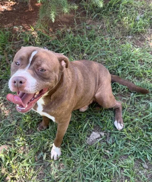 A young medium-sized male Boxer dog named Hoggart for adoption in Carrollton, GA
