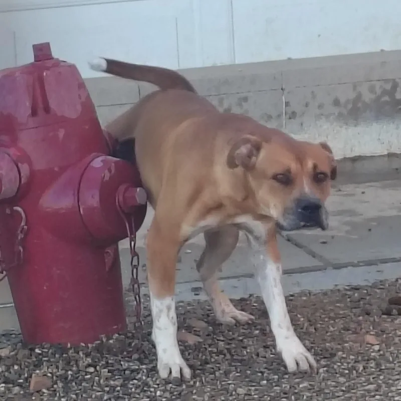 An adult large-sized male Pit Bull Terrier dog named Rusty for adoption in Parker, AZ