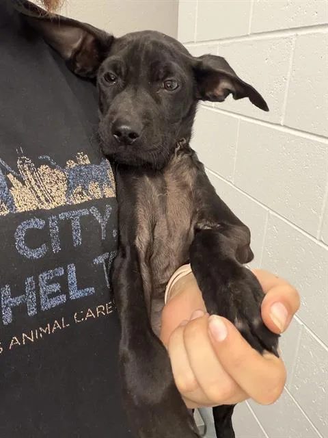 A baby small-sized male Pit Bull Terrier dog named Linus for adoption in Indianapolis, IN