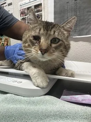 An adult large-sized male Brown / Chocolate Domestic Short Hair cat named Quentin B. Squintin for adoption in Sacramento, CA