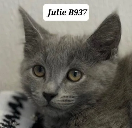 Julie