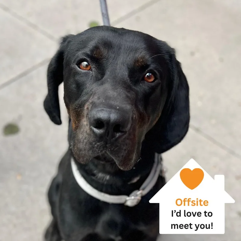 A young large-sized male Black Labrador Retriever dog named Kevin for adoption in Torrey, UT