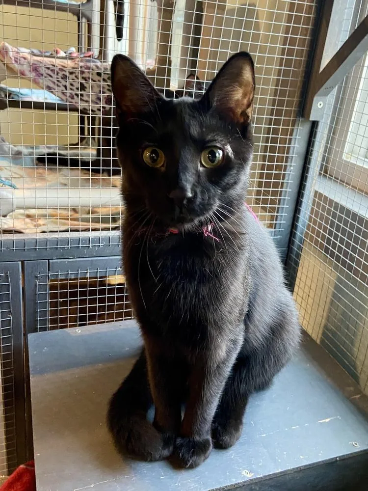 Sapphire thumbnail 2