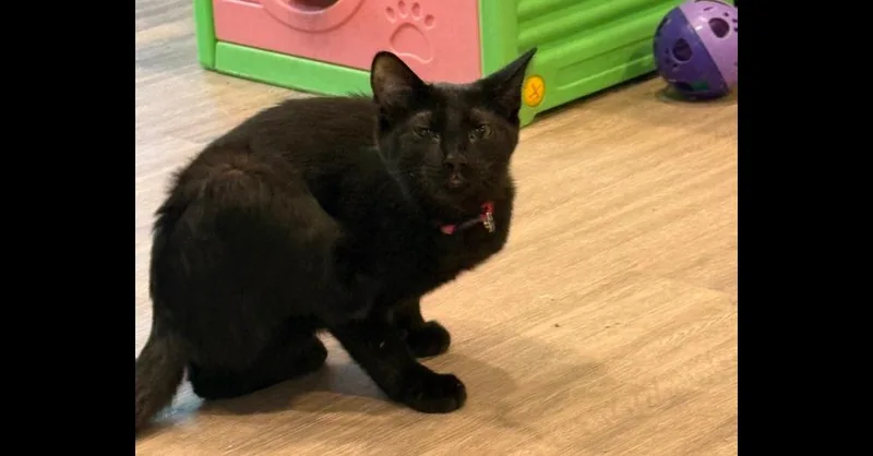 Sapphire thumbnail 5