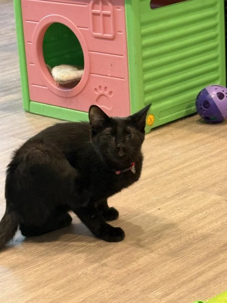 Sapphire thumbnail 6