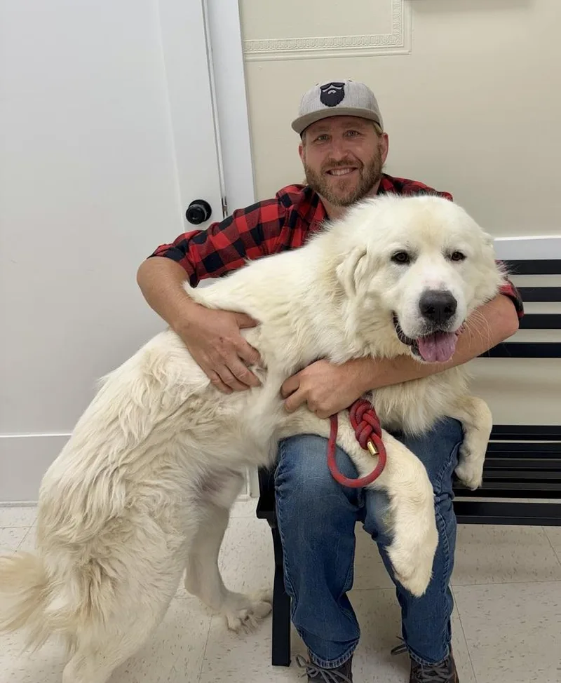 An adult large-sized male Great Pyrenees dog named Russell for adoption in Littleton, CO