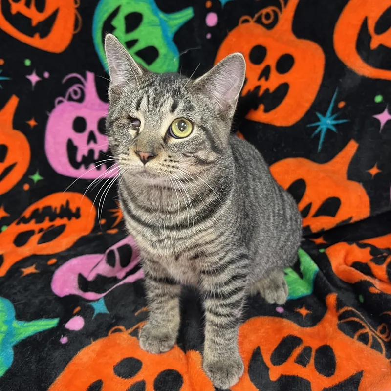 A baby medium-sized male Tabby (Brown / Chocolate) Domestic Short Hair cat named Ragetti for adoption in Fairmont, MN