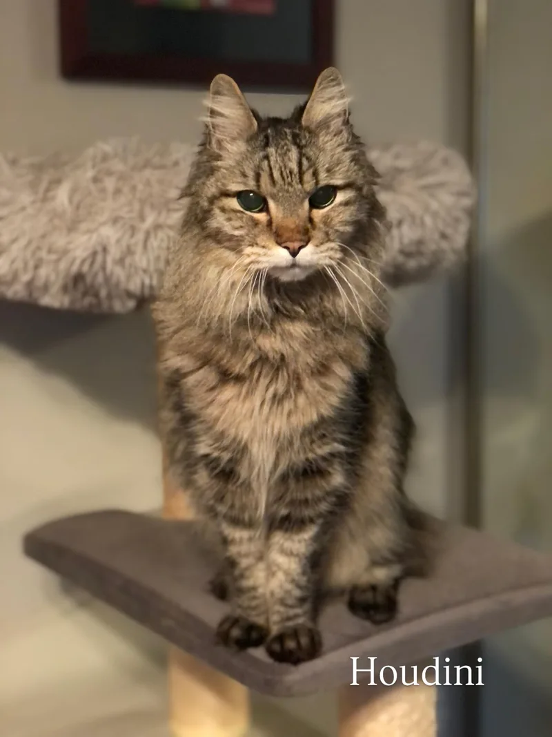 A senior large-sized male Tabby (Brown / Chocolate) Maine Coon cat named Houdini for adoption in Seattle, WA