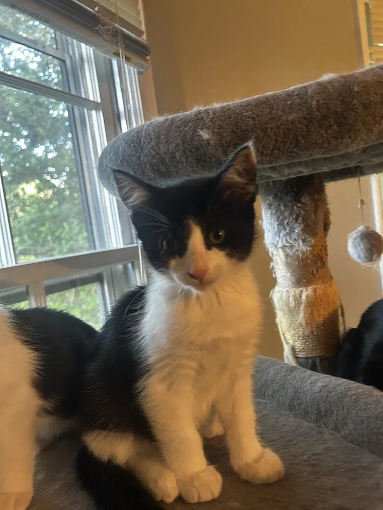 A baby small-sized male Domestic Short Hair cat named Smokey Cd for adoption in Greenville, SC