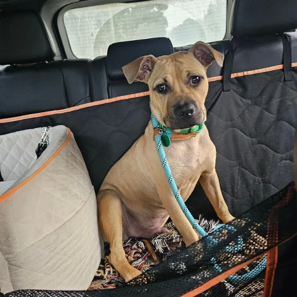 A baby medium-sized male Yellow / Tan / Blond / Fawn Mixed Breed dog named Timmy for adoption in Lapeer, MI