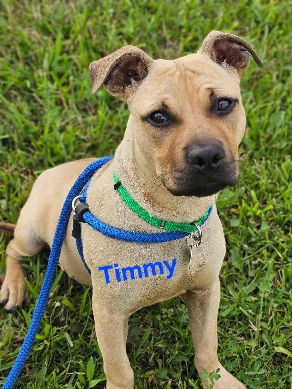 Timmy thumbnail 5