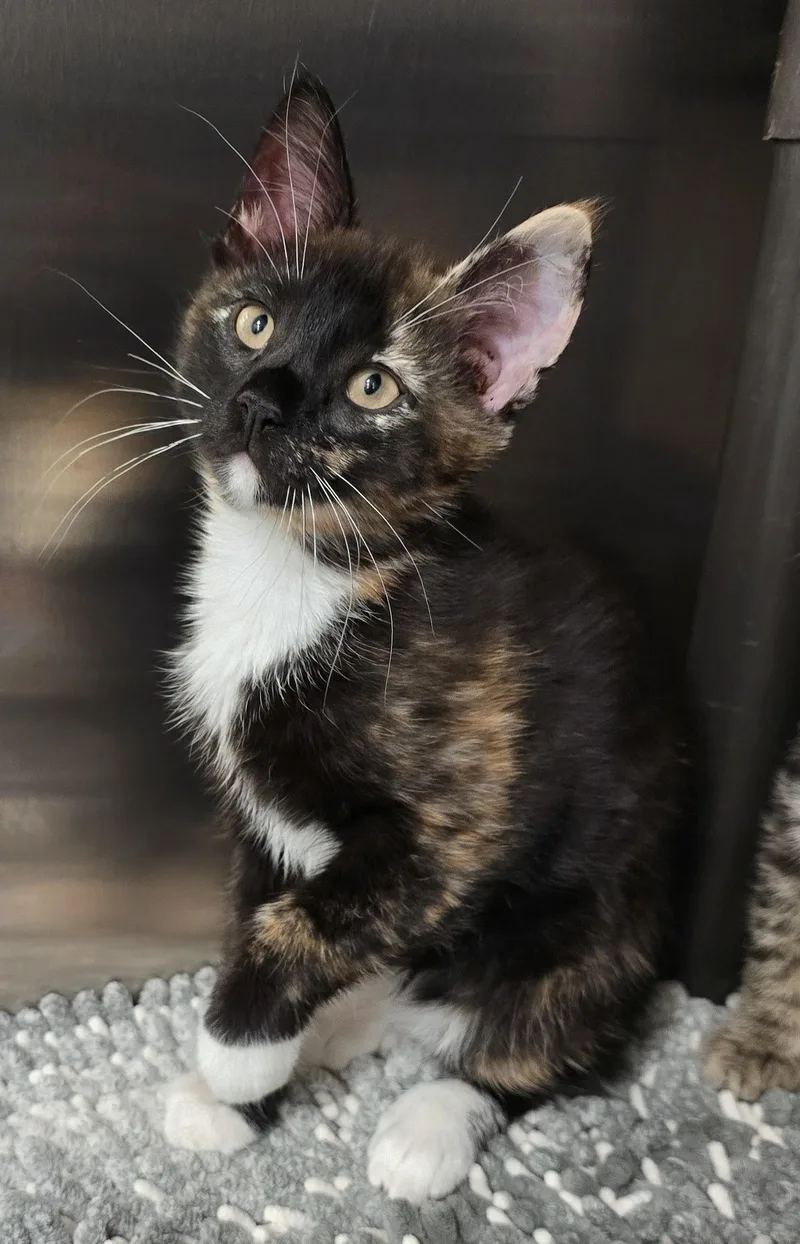 A baby medium-sized female Tortoiseshell Domestic Short Hair cat named Tina for adoption in Amityville, NY