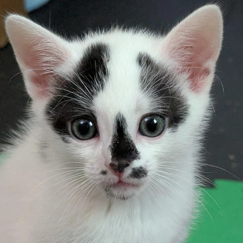 A baby small-sized male Domestic Short Hair cat named Po for adoption in Cumming, GA