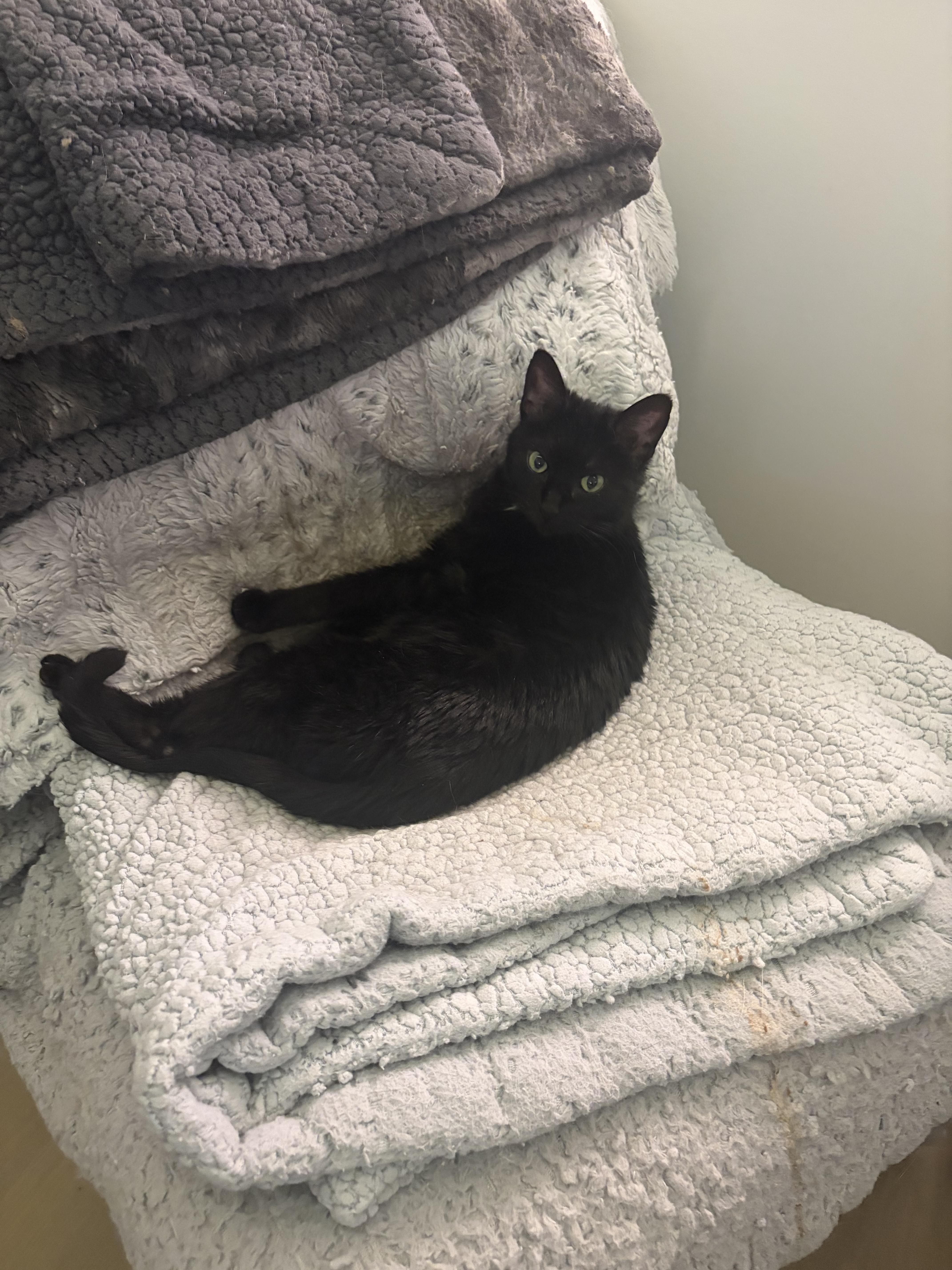 An adult medium-sized female Black Domestic Short Hair cat named Vyra for adoption in Chicago, IL