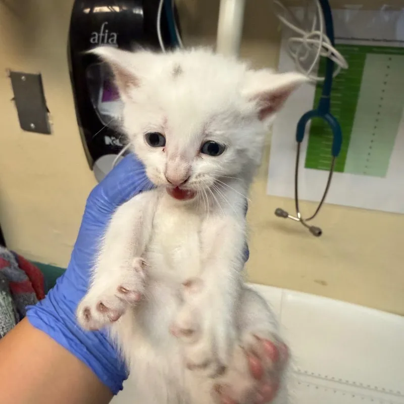 A baby small-sized male White Domestic Medium Hair cat named Greenies for adoption in Pasadena, CA
