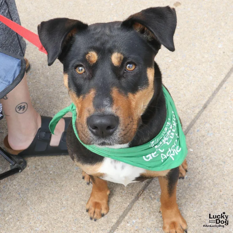 A young large-sized female Shepherd dog named Lottie for adoption in Washington, DC