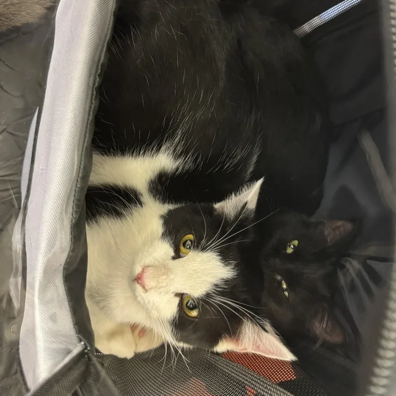 A young small-sized male Black & White / Tuxedo Domestic Short Hair cat named Albus for adoption in Morgantown, WV