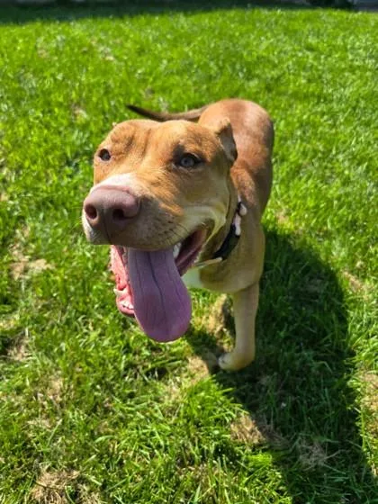 An adult large-sized female Red / Chestnut / Orange Pit Bull Terrier dog named Rose for adoption in Harbor Springs, MI