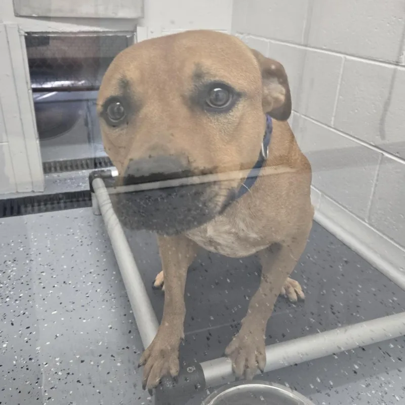 An adult medium-sized male Yellow / Tan / Blond / Fawn Pit Bull Terrier dog named Bobby for adoption in Tawas City, MI