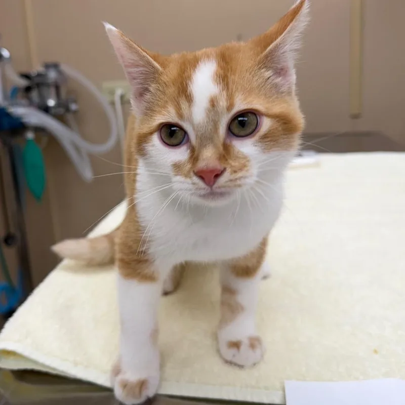 A baby small-sized male Orange / Red Domestic Short Hair cat named Carl for adoption in Naperville, IL