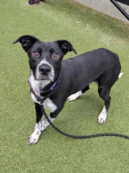 A young medium-sized female Mixed Breed dog named Cupcake for adoption in Bellevue, WA