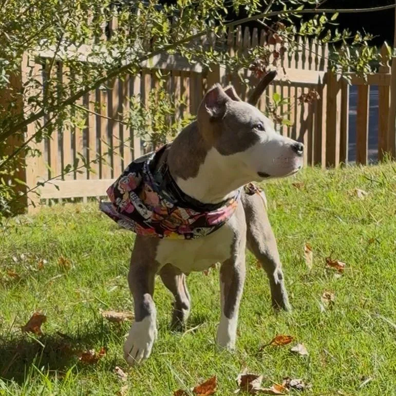 An adult medium-sized female Mixed Breed dog named JuneBug for adoption in Durham, NC