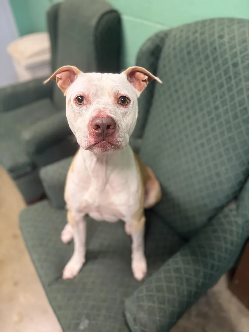 An adult medium-sized male Red / Chestnut / Orange Pit Bull Terrier dog named Rocket for adoption in Seneca, PA