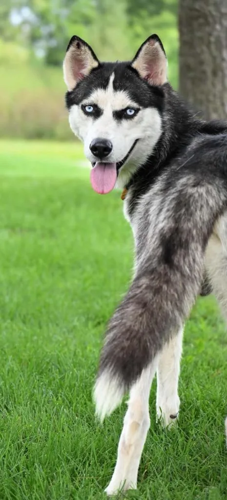 A young medium-sized male Husky dog named Wally for adoption in Lagrange, IN