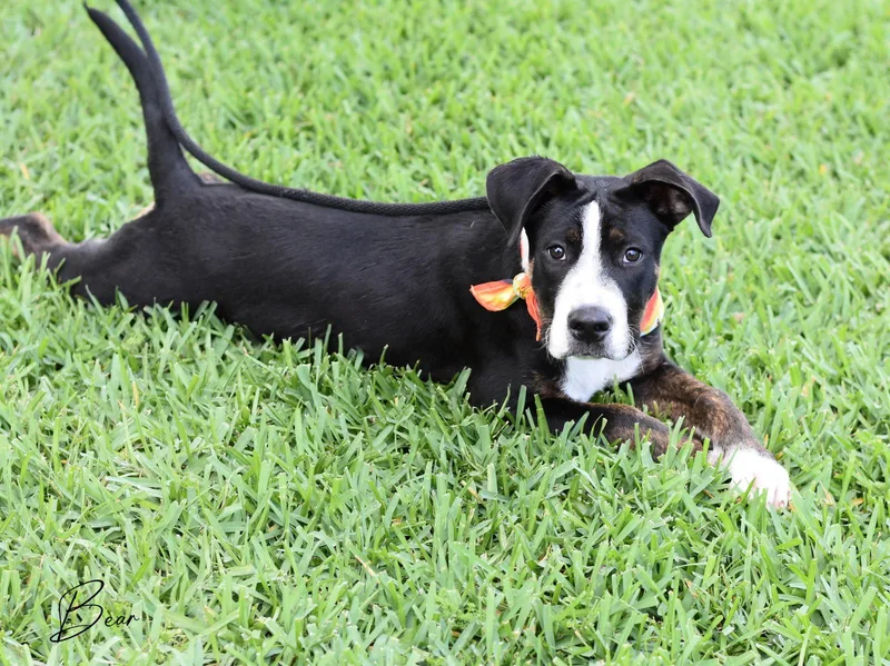 Bear thumbnail 5