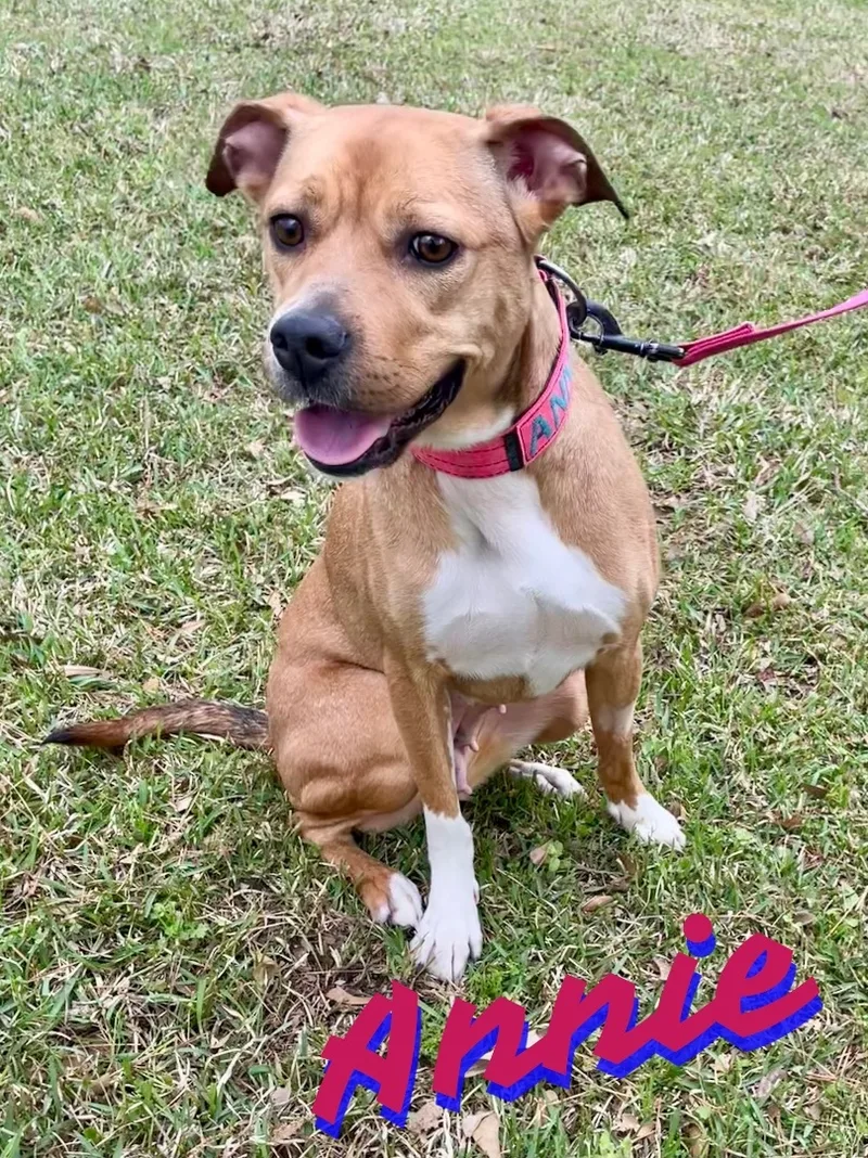An adult medium-sized female Boxer dog named Annie In Texarkana Tx for adoption in Texarkana, TX
