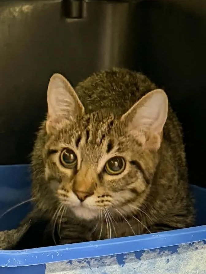 A baby medium-sized female Domestic Short Hair cat named Mince for adoption in Bolivar, MO