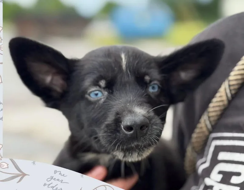A baby medium-sized male Mixed Breed dog named Guppie for adoption in Murray, KY