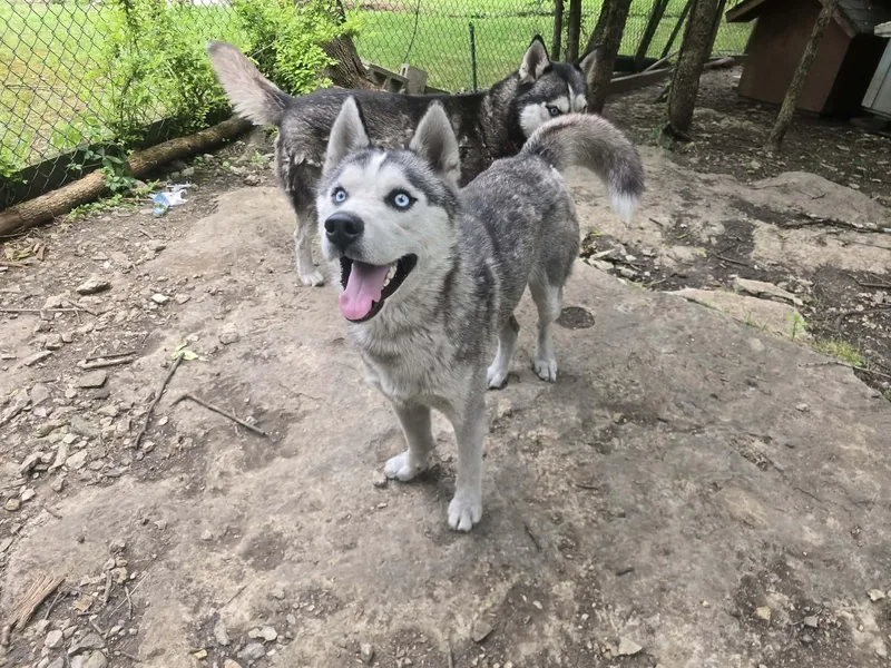 A young medium-sized male Husky dog named Solovino for adoption in Zuni, VA