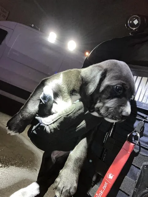 A baby large-sized male Mixed Breed dog named Shiloh for adoption in Dallas, TX