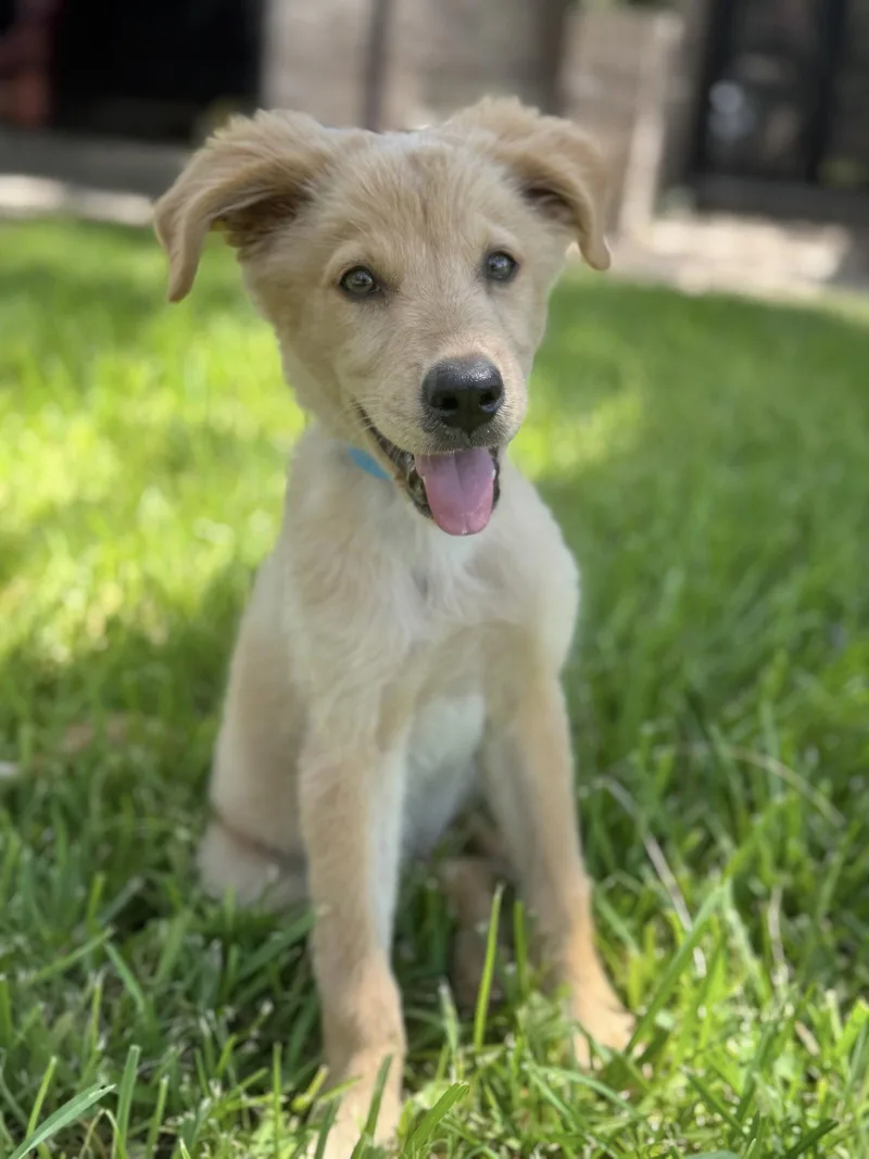 Teddy