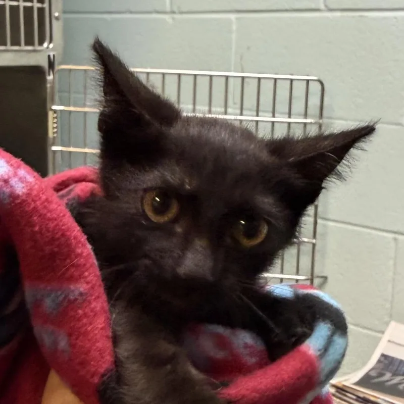 A baby small-sized male Black Domestic Short Hair cat named Echo for adoption in Jacksonville, AR