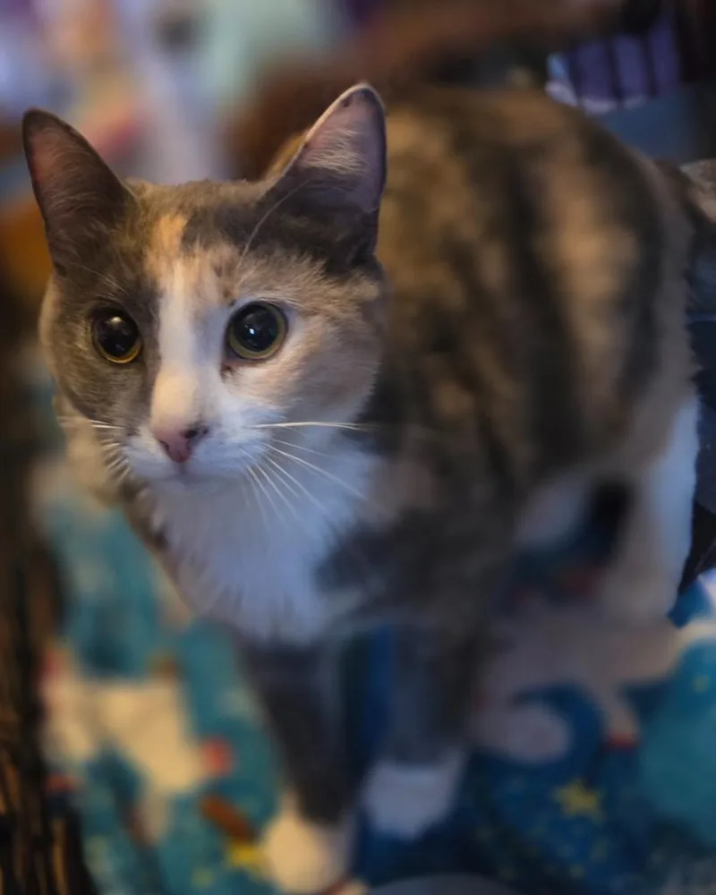 Momma Mouse